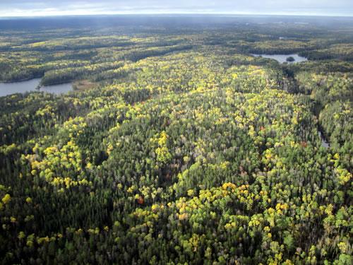 Forests in Northern United States Face Intertwined, Enduring Challenges