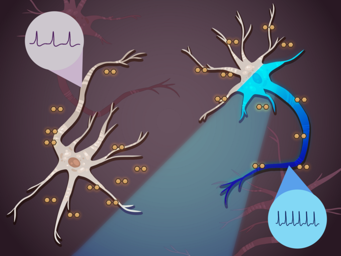 Illuminating neurons