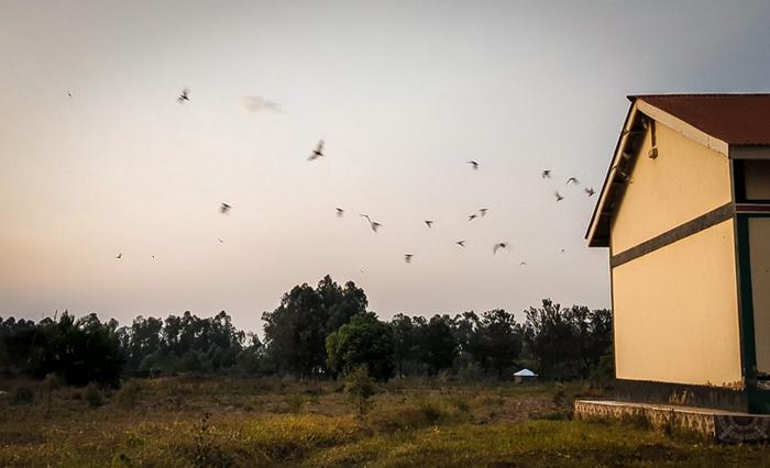 Bat exit building at dusk