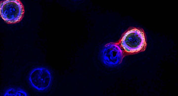 Rapid method of isolating tumor-targeting T cells for personalized cancer treatment