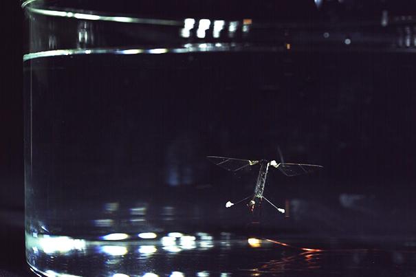 Swimming RoboBee