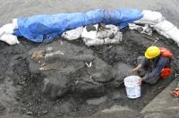 Researches Carried Out An 'Emergency Fossil Excavation'