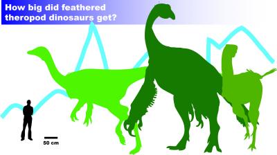 How Big Did Feathered Theropods Get?