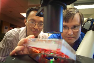 Zheng Dong and Craig Brooks, Medical College of Georgia