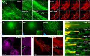 Fig. 1 Application of MRA deconvolution in cell imaging.