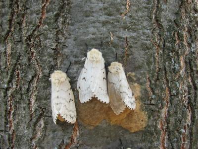 Gypsy Moth Management Made More Efficient, Cost-Effective (1 of 3)