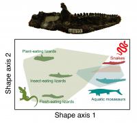 Cutting-edge analysis of prehistoric teeth sheds new light on the diets of lizards and snakes