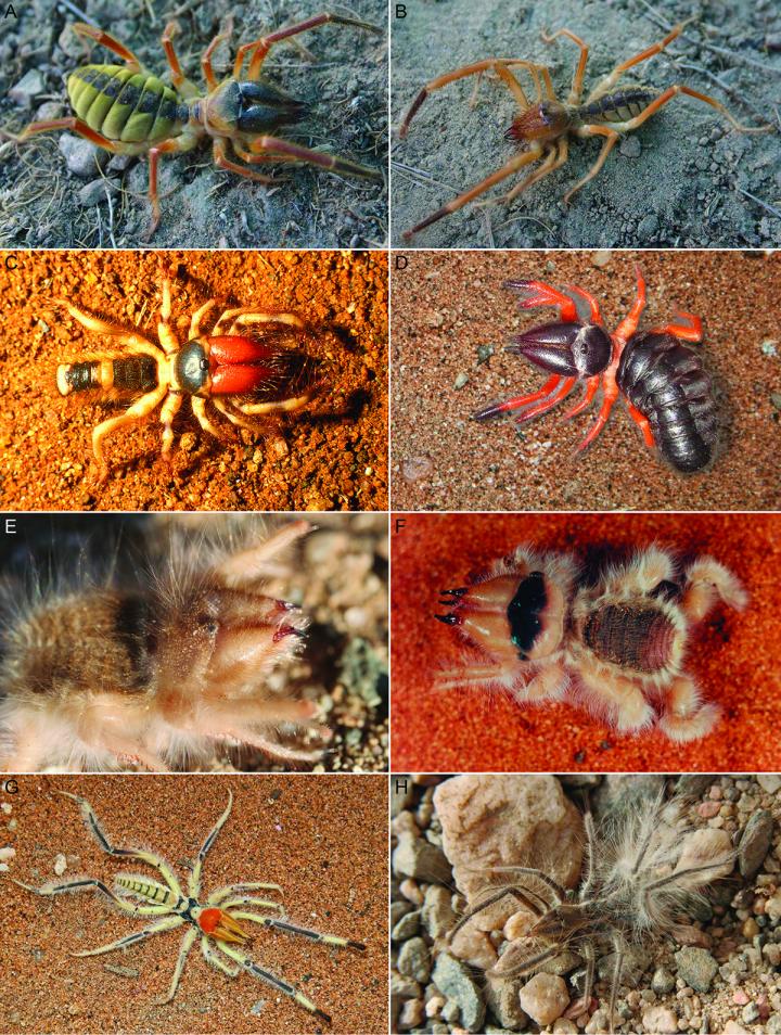 largest camel spider