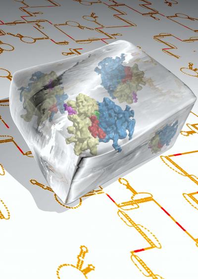 Induction of Frameshifting by a Viral Pseudoknot