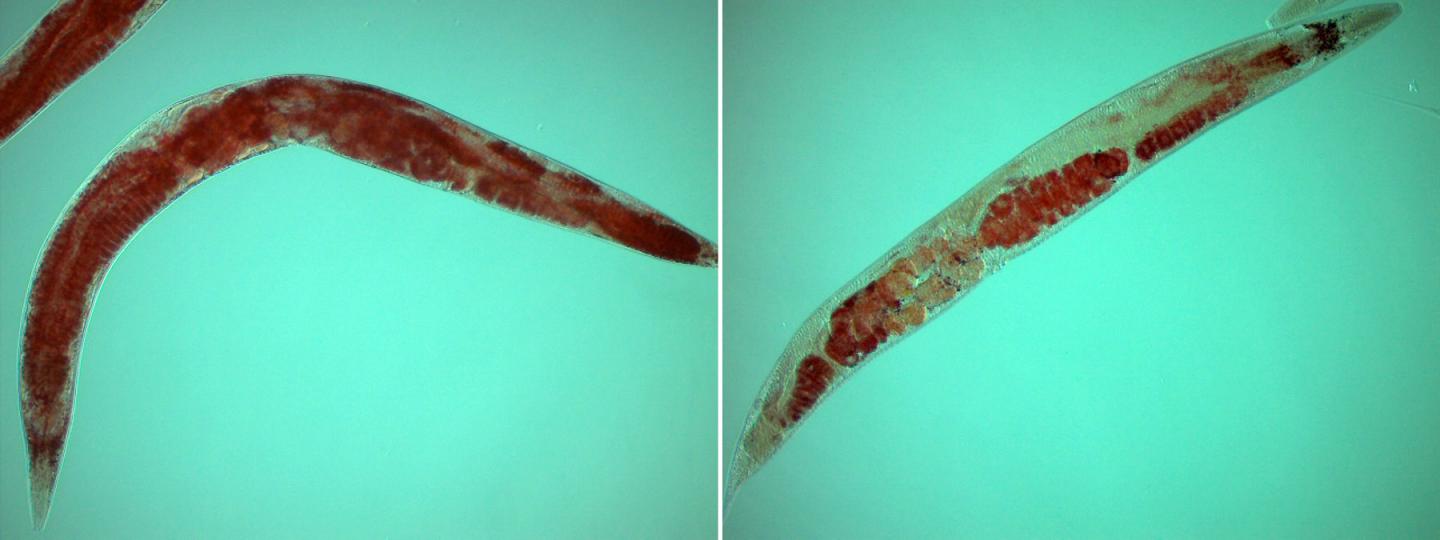 <i>C. elegans</i> With and Without Stress
