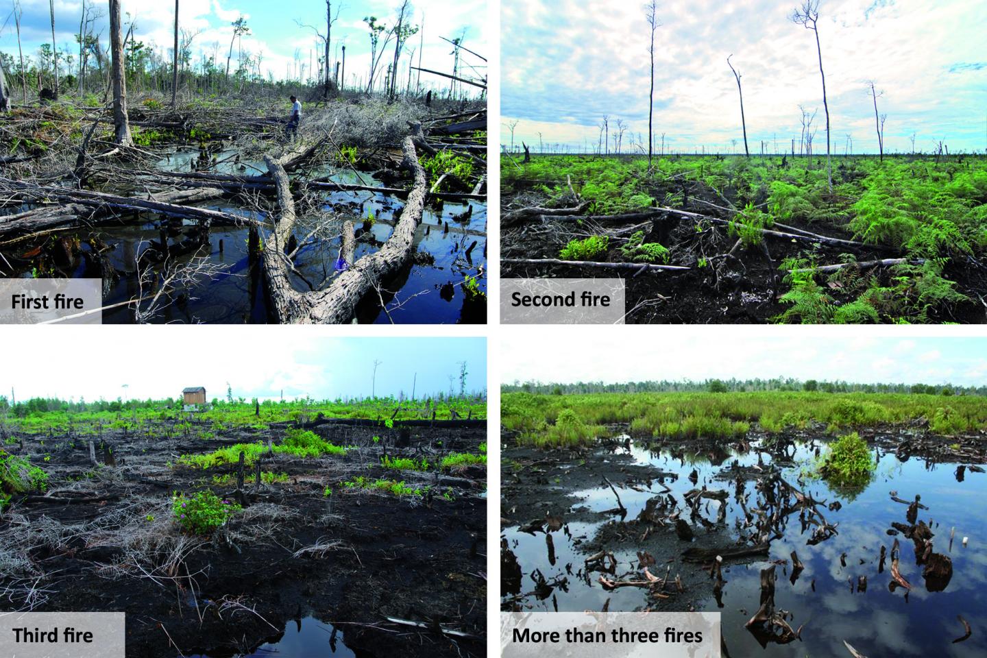 Carbon Emissions From Indonesian Peat Fires Vary Considerably Based On Fire Type, Research Shows