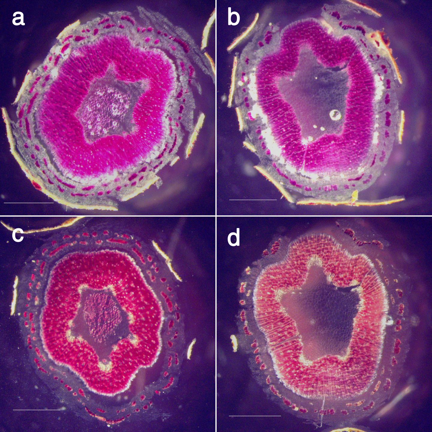 Aspen Stems Showing Effects of Lignin Alteration