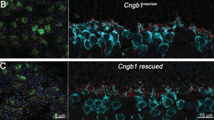 Retina Restructures Itself After Cell Death