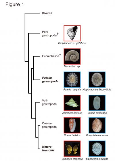 Snail Shell Coiling Programmed by Protein Patterning