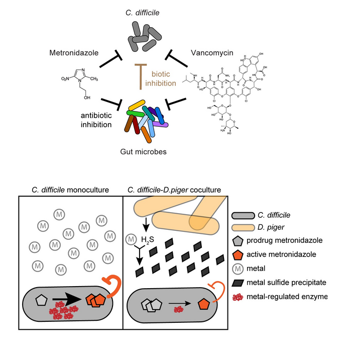 Interactions between gut bacteria may limit antibiotics’ efficacy against C. difficile