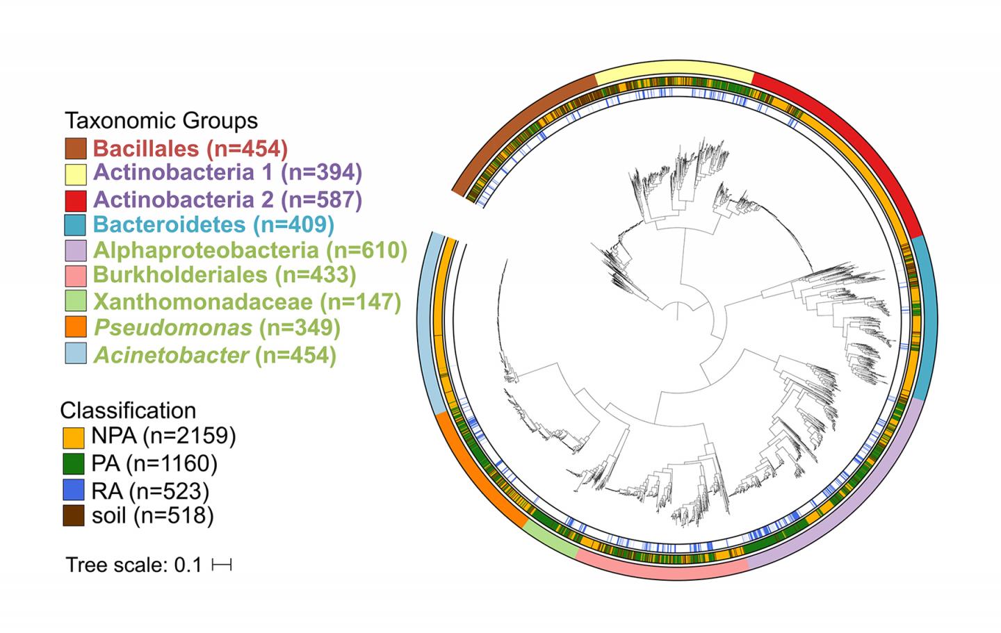Phylogenetic Tree of Bacterial Genomes Related to a Jgi Nature Genetics Paper