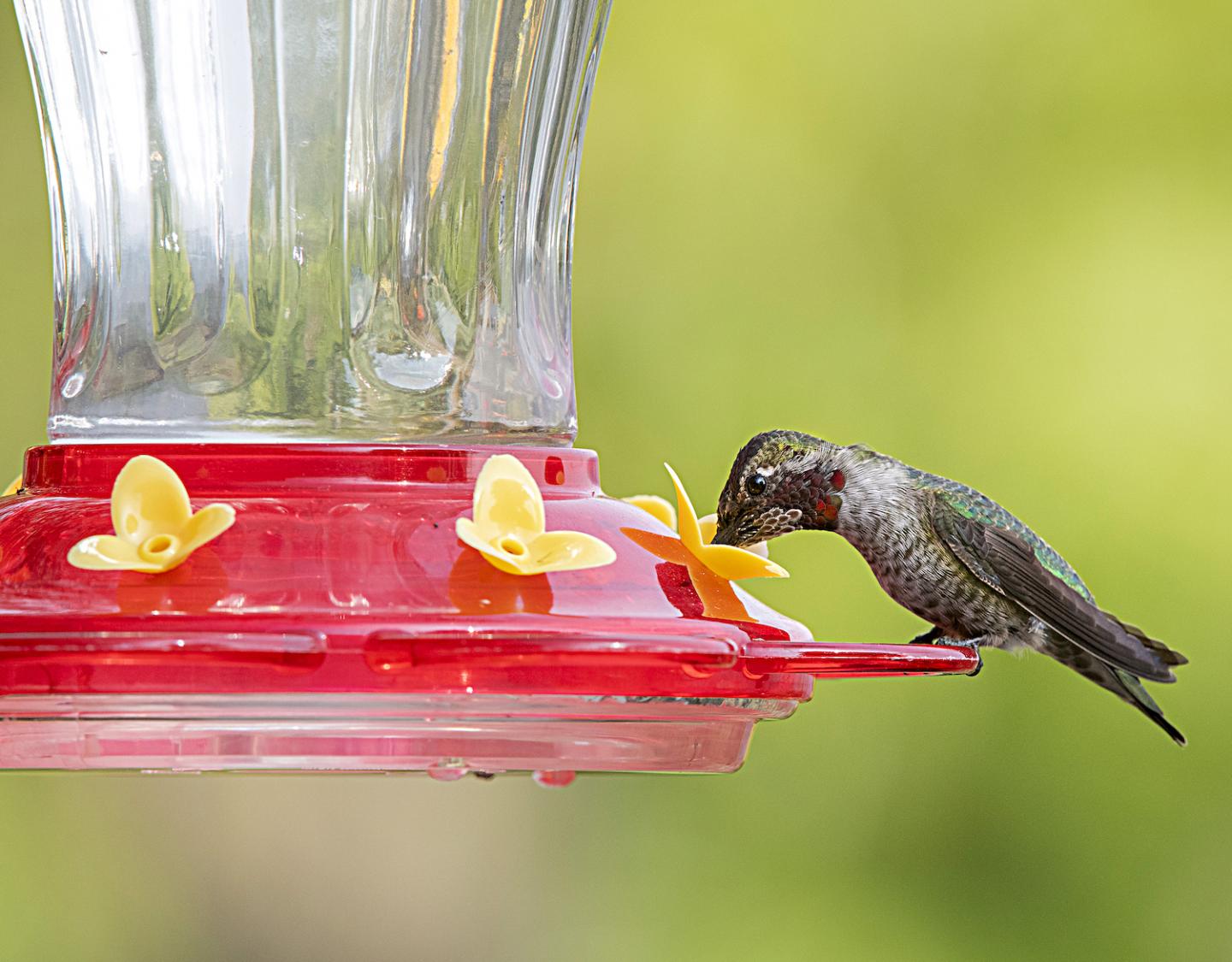 Anna's Hummingbird, At Feeder