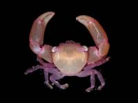 Coral-Dwelling Crab