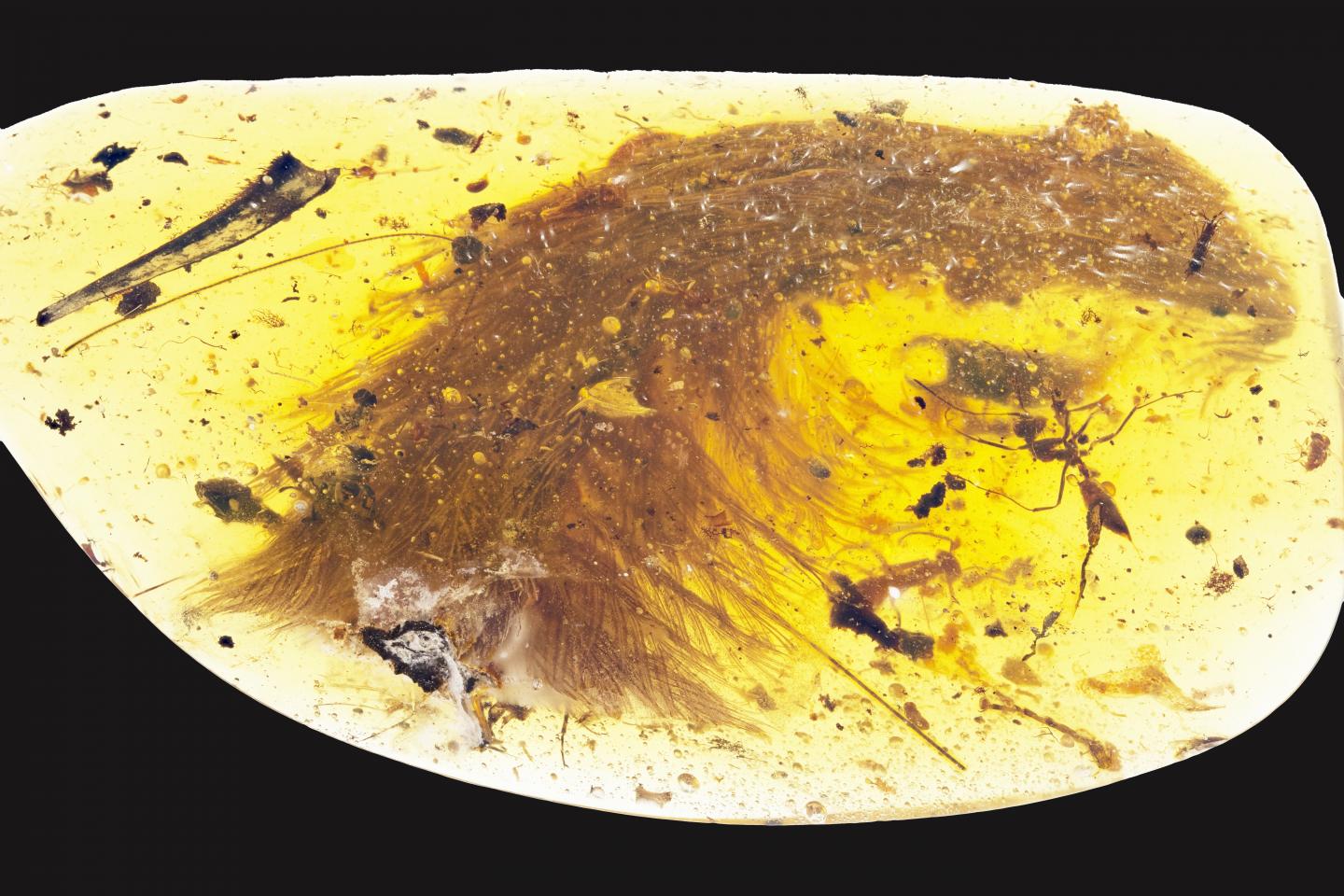 Preserved Dinosaur Tail in Amber
