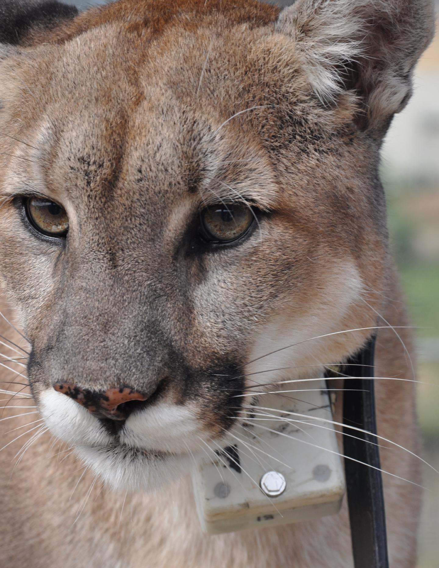 Puma with Collar