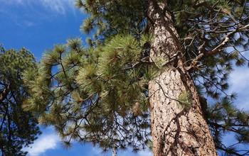 Jeffrey Pine Needles
