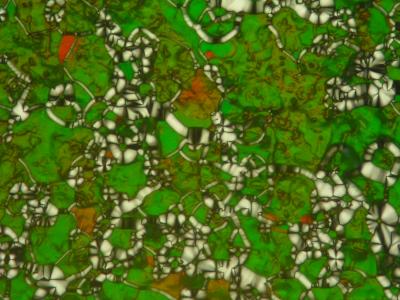 Liquid Crystal Phase of  DNA