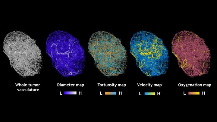 Maps of Tumors Grown in Mice
