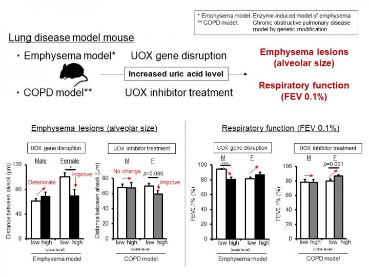 Lung Disease Mouse Model with High Blood Uric Acid Levels