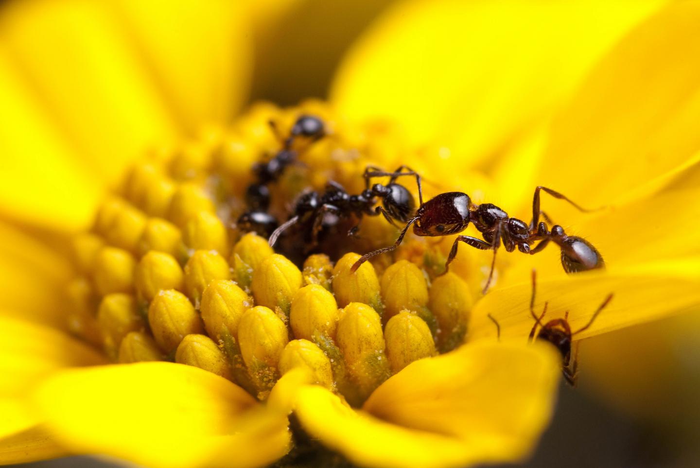 Study Finds Some Ant Species Produce Powerful Antibiotics