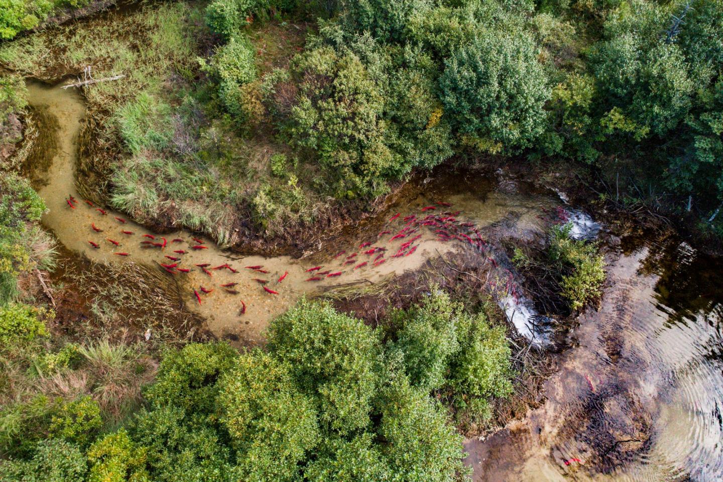 Complex Mosaics of Shifting Habitats Stabilize Alaskan Salmon Population (2 of 5)