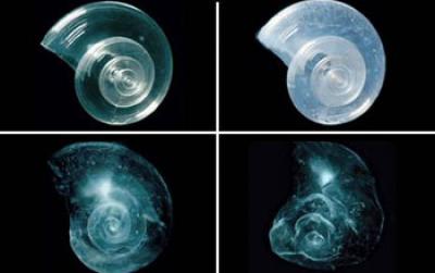 Images Showing Dissolution of Shells Placed in Seawater with Increase Acidity