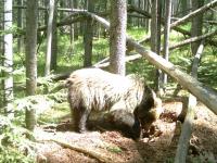 Grizzly Bear Excavating a Squirrel Midden