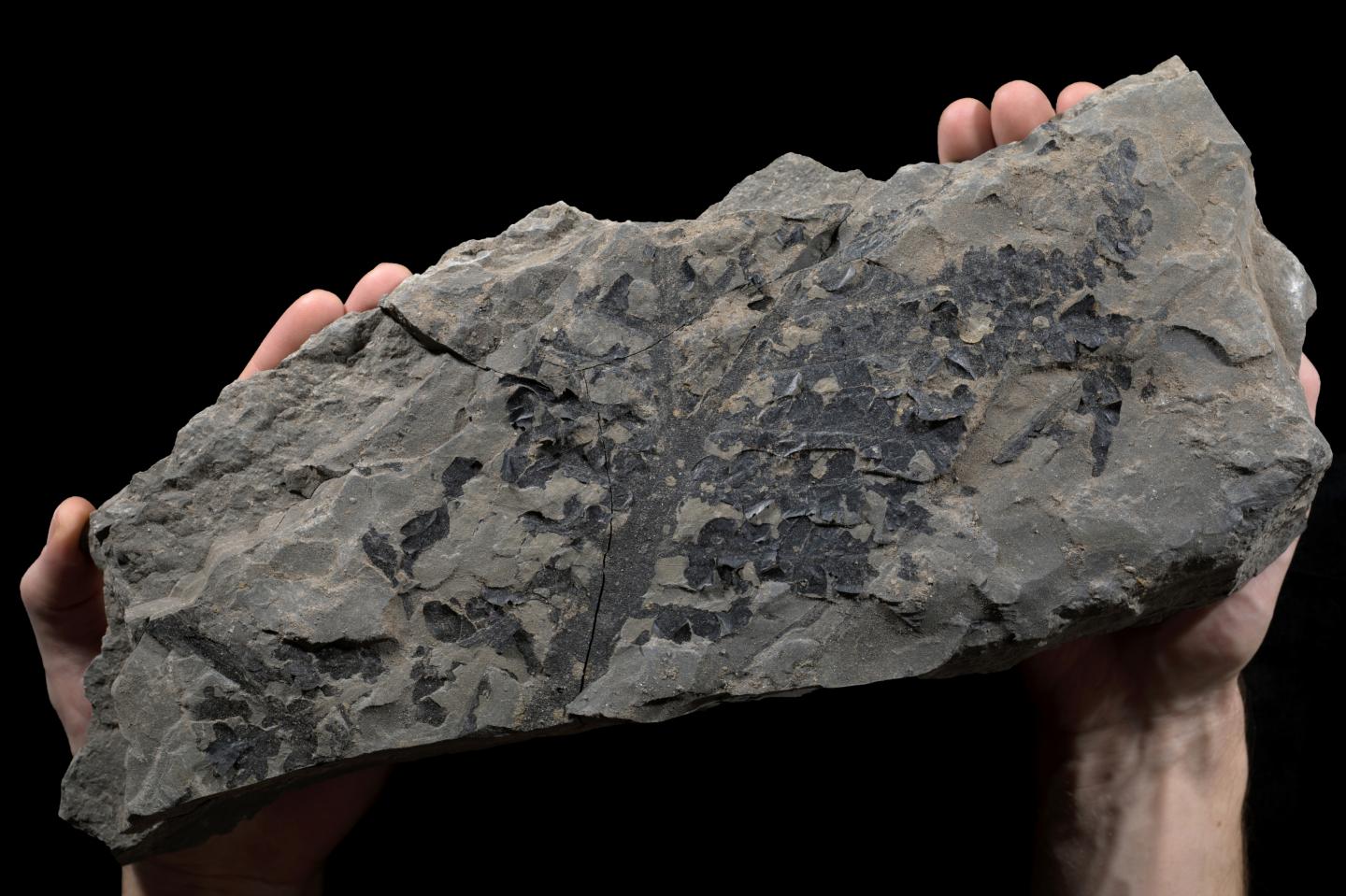 Hidden Cradle of Early Plant E [IMAGE] | EurekAlert! Science News Releases