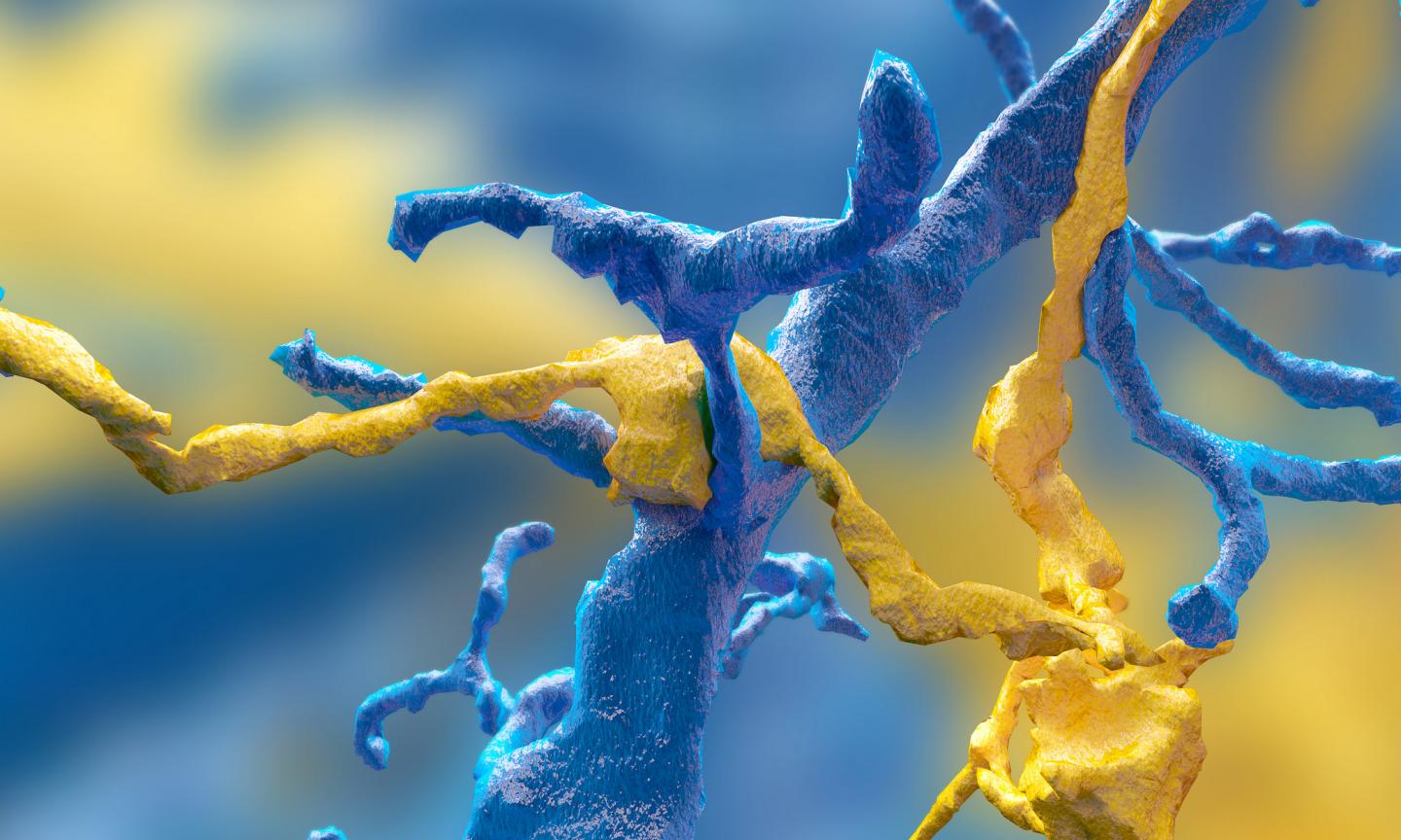 Princeton Researchers Crowdsource Brain Mapping with Gamers: Synapse