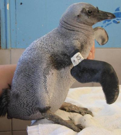 African Penguin