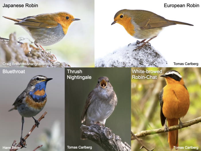 Species of the Old World flycatcher family