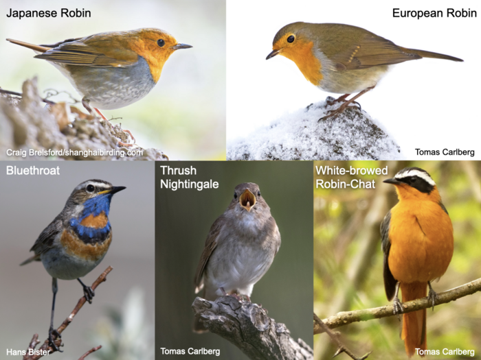 Species from Old World flycatcher family