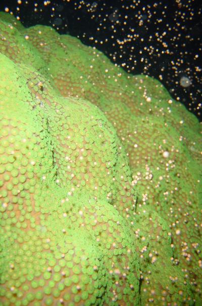 Discovery of How Coral Reefs Adapt to Global Warming Could Aid Reef Restoration (3 of 3)