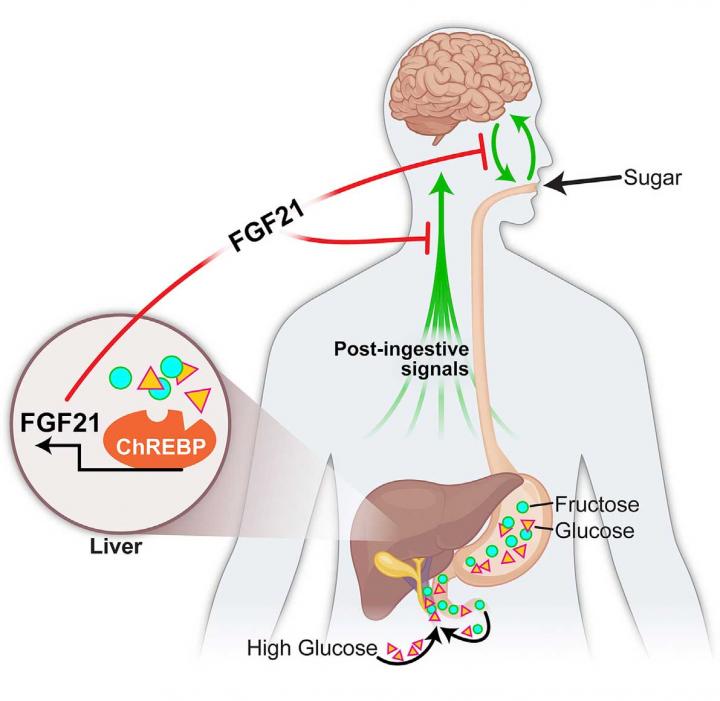 Liver, FGF21, and Appetite