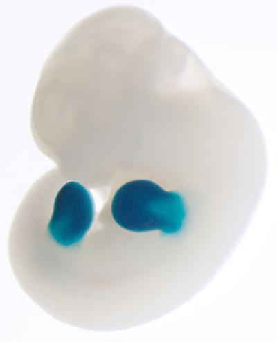 Regulatory Regions Highlighted in Mouse Embryo
