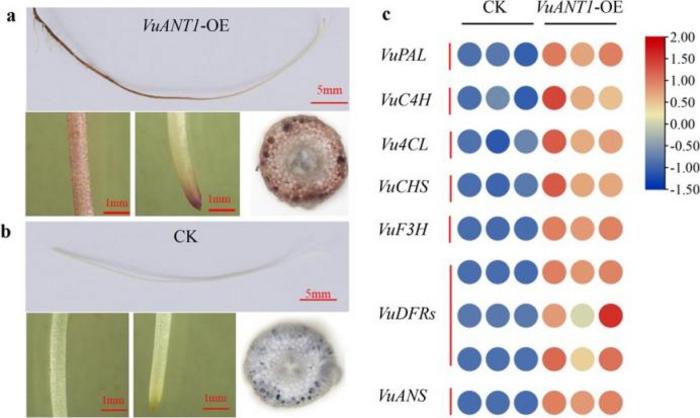 Functional validation of VuANT1.