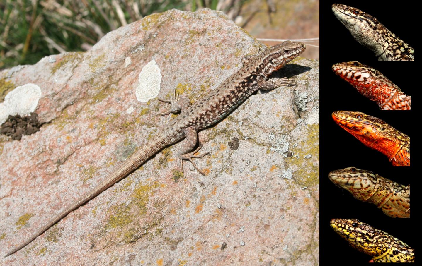 Well Distinct Morphs