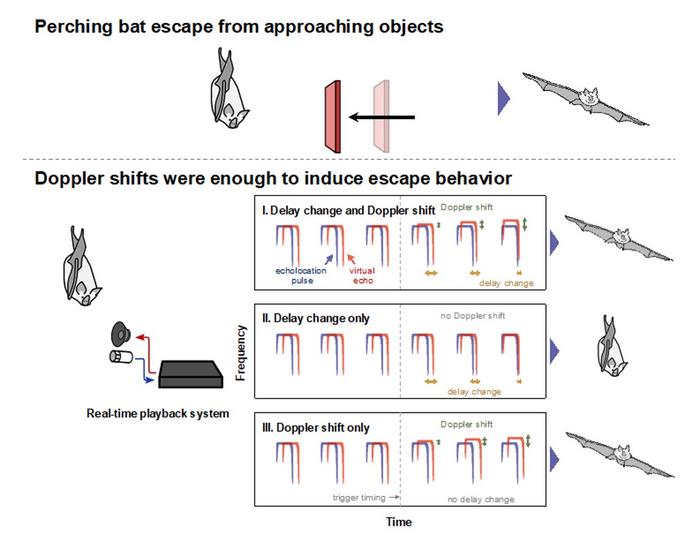 Investigating how Japanese horseshoe bats perceive moving objects.