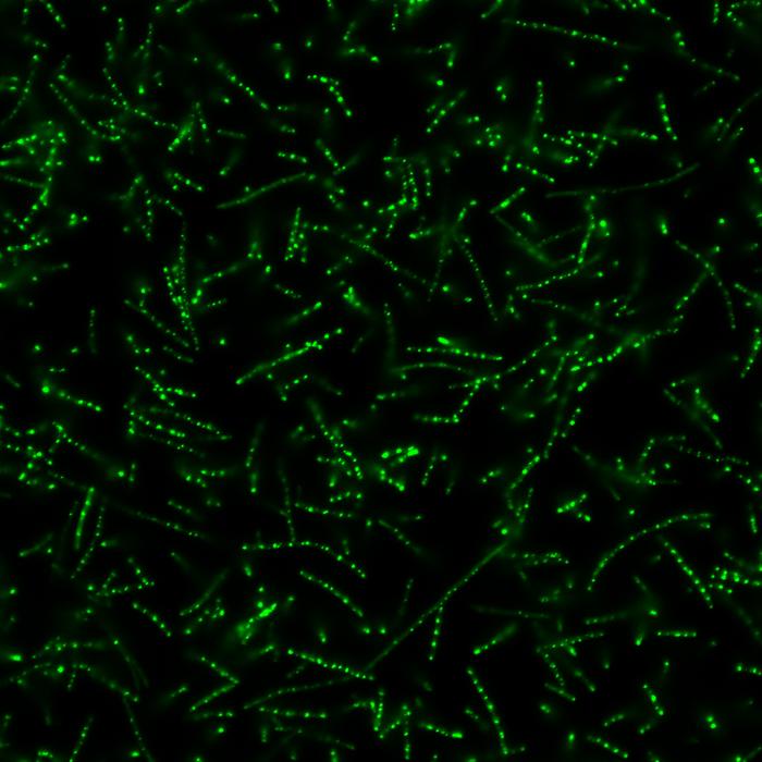 Neon Green Condensates in Bacteria