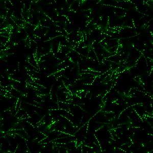 Neon Green Condensates in Bacteria