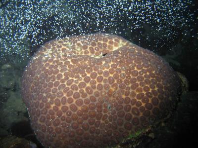 Coral Spawning