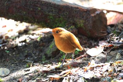 Antpitta
