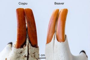 Study finds iron-rich enamel protects, but doesn’t color, rodents’ orange-brown incisors
