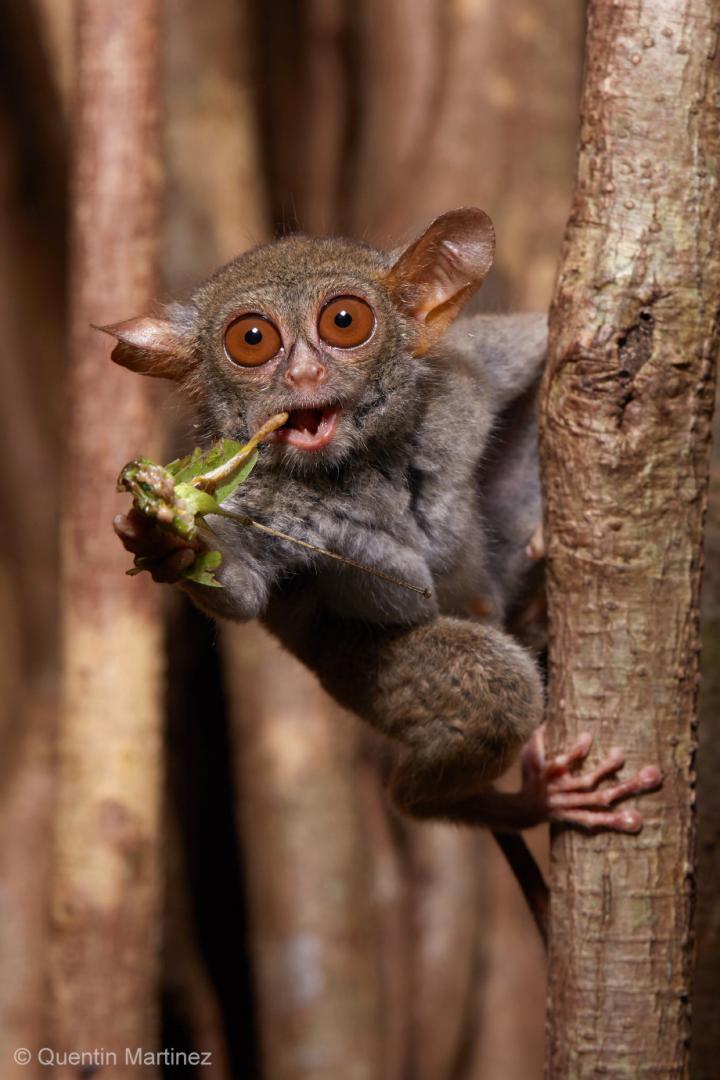 tarsier eating snake