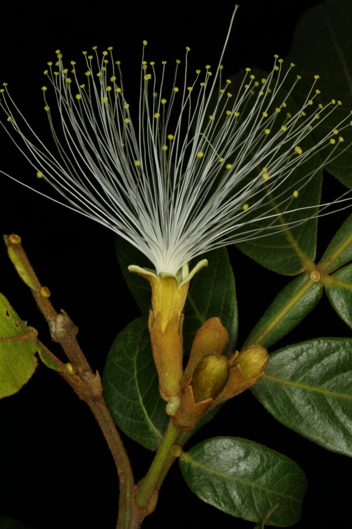 A Detailed Map of North and South America's Plant Diversity (14 of 15)